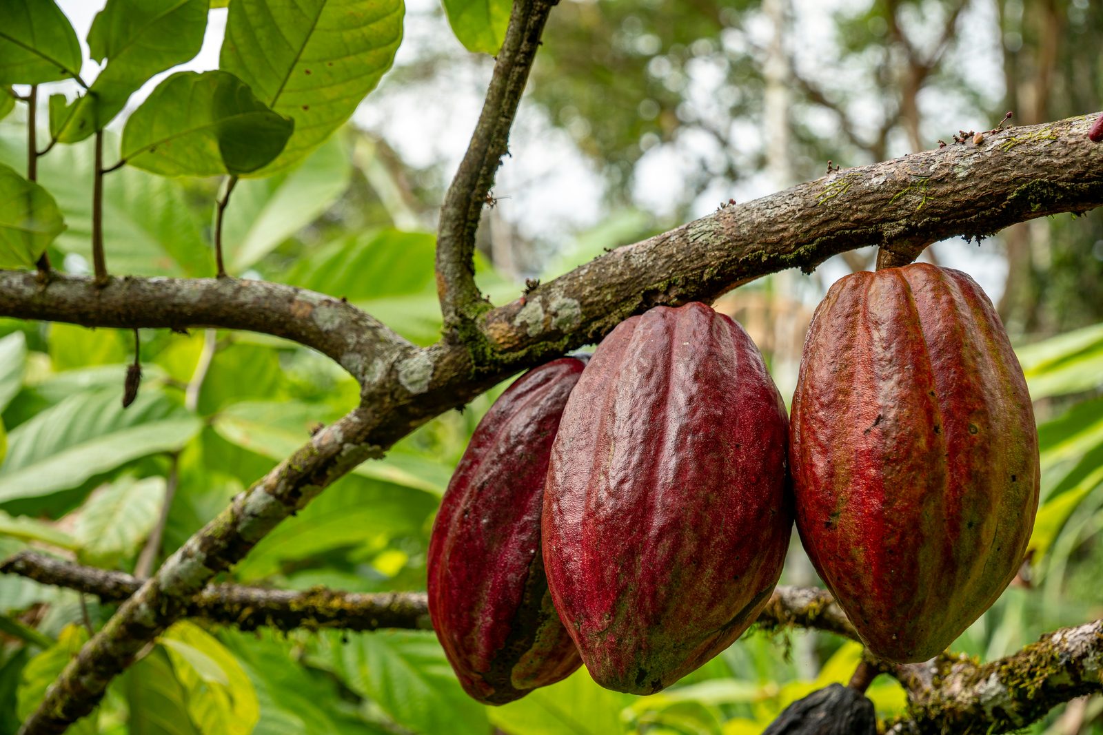 West African agriculture and agro-commodities