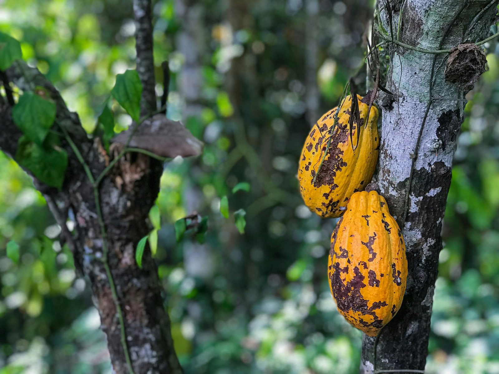 Commodity Sourcing & Supply